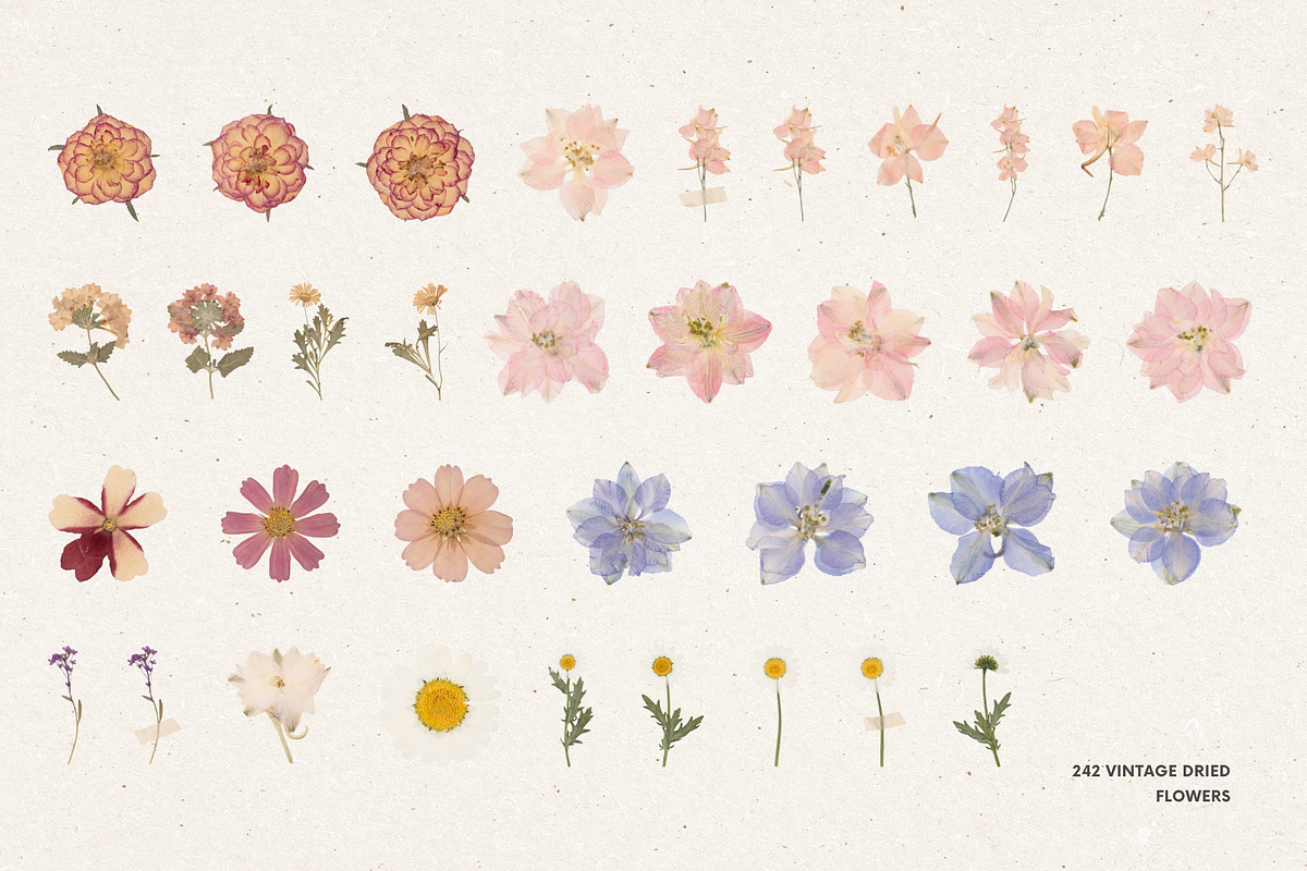242 Vintage Dried Flowers, an Object Graphic by Ksuview (Photo 6 of 11)