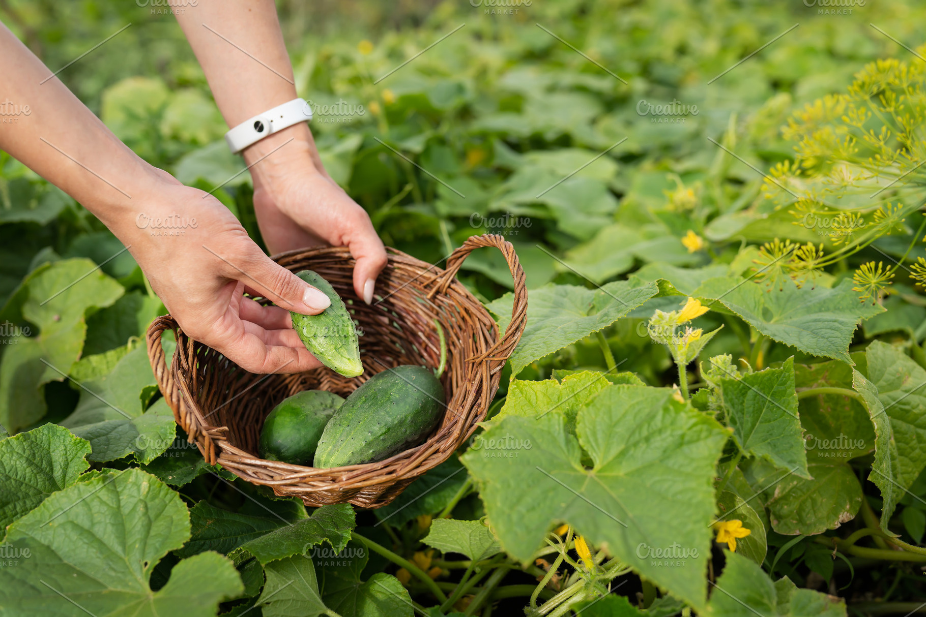 Harvesting cucumbers in the garden. The girl collects cucumbers in a wooden bas, a Food & Drink Photo by Artsaba Family