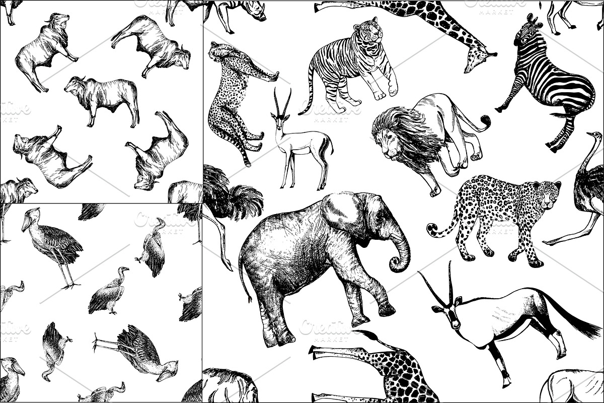 African Animals, an Animal Illustration by Ecaterina Sciuchina (Photo 7 of 7)