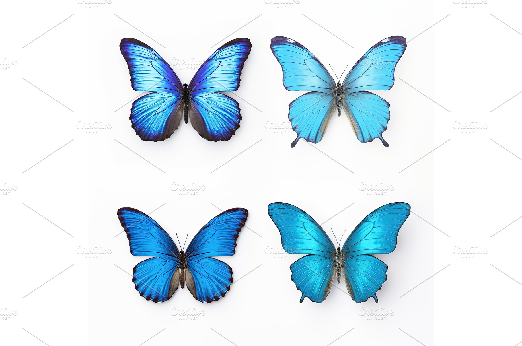 Set of four beautiful blue, an Animal Photo by ZinetroN