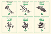 VECTOR HERBS HAND DRAWN BUNDLE v20, a Food Illustration by pawellpi (Thumbnail 4 of 6)