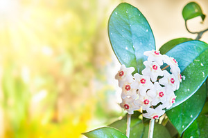 White flowers on green house plant, a Nature Photo by Vapi