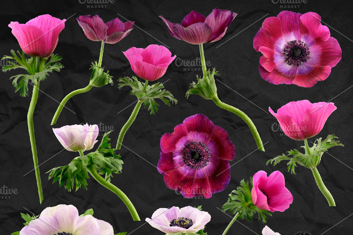 Anemone Flower ClipArt - Specimens, an Object Graphic by Turning Moss (Photo 7 of 7)
