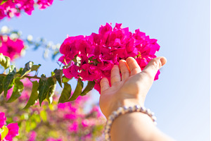 Bougainvillea flowers bloom