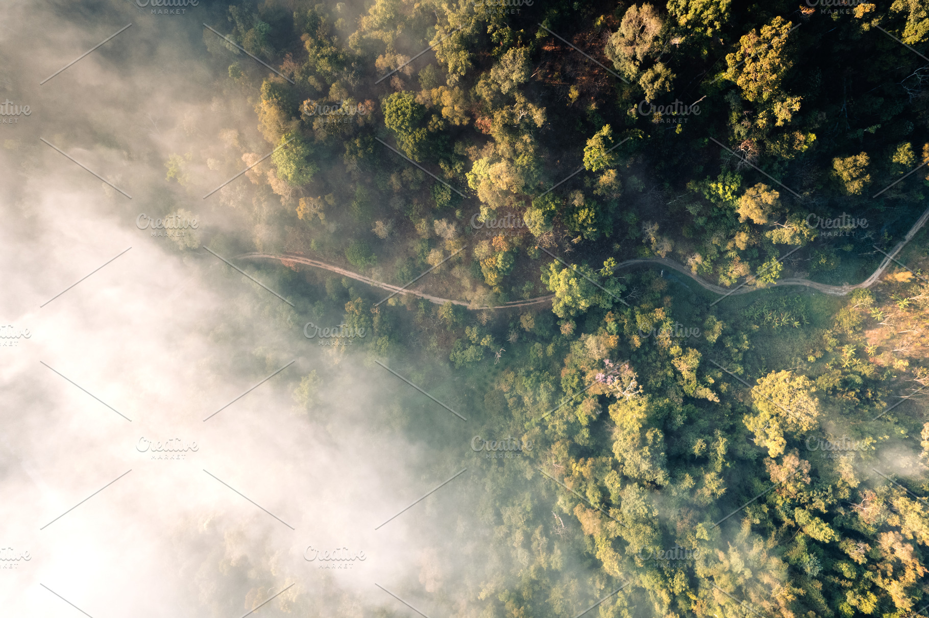 Forest and fog in the morning, high angle view, a Nature Photo by Art Rachen