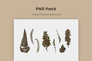Umber Pressed Botanical PNG, an Object Graphic by Custom Scene (Thumbnail 8 of 8)