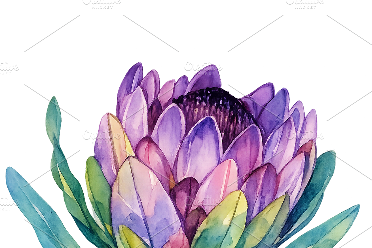 South African Flowers, a Decorative Illustration by Karliefie (Photo 4 of 5)