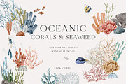 OCEAN Undersea Coral reef animals, an Animal Illustration by Grace Noboa Illustrations (Thumbnail 11 of 15)