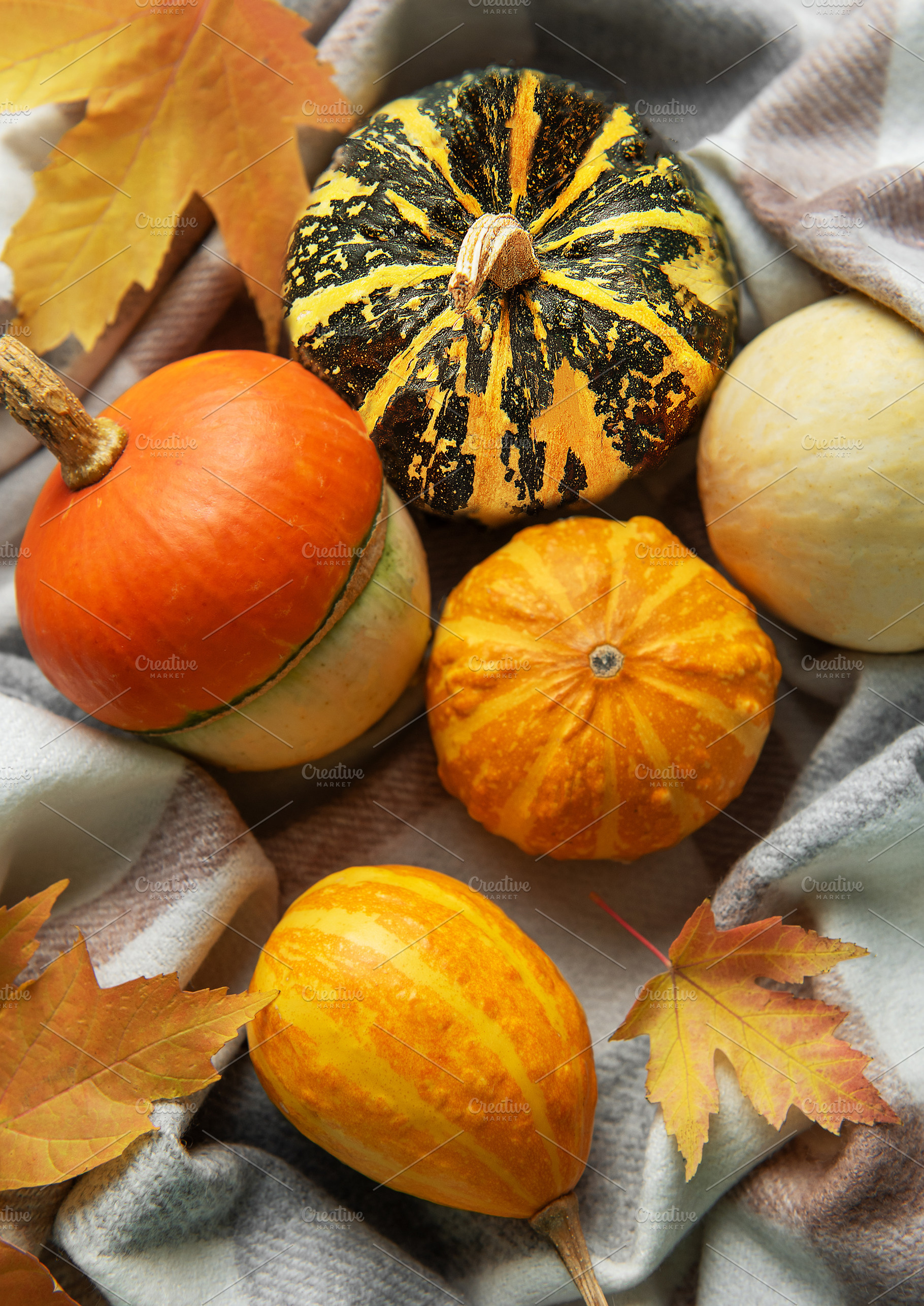 Assorted pumpkins gourds and autumn leaves on plaid blanket, a Holiday Photo by Olena Rudo