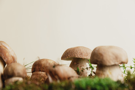 Composition with boletus edulis mushrooms stand on green moss or grass, a Food & Drink Photo by Lenor4ik