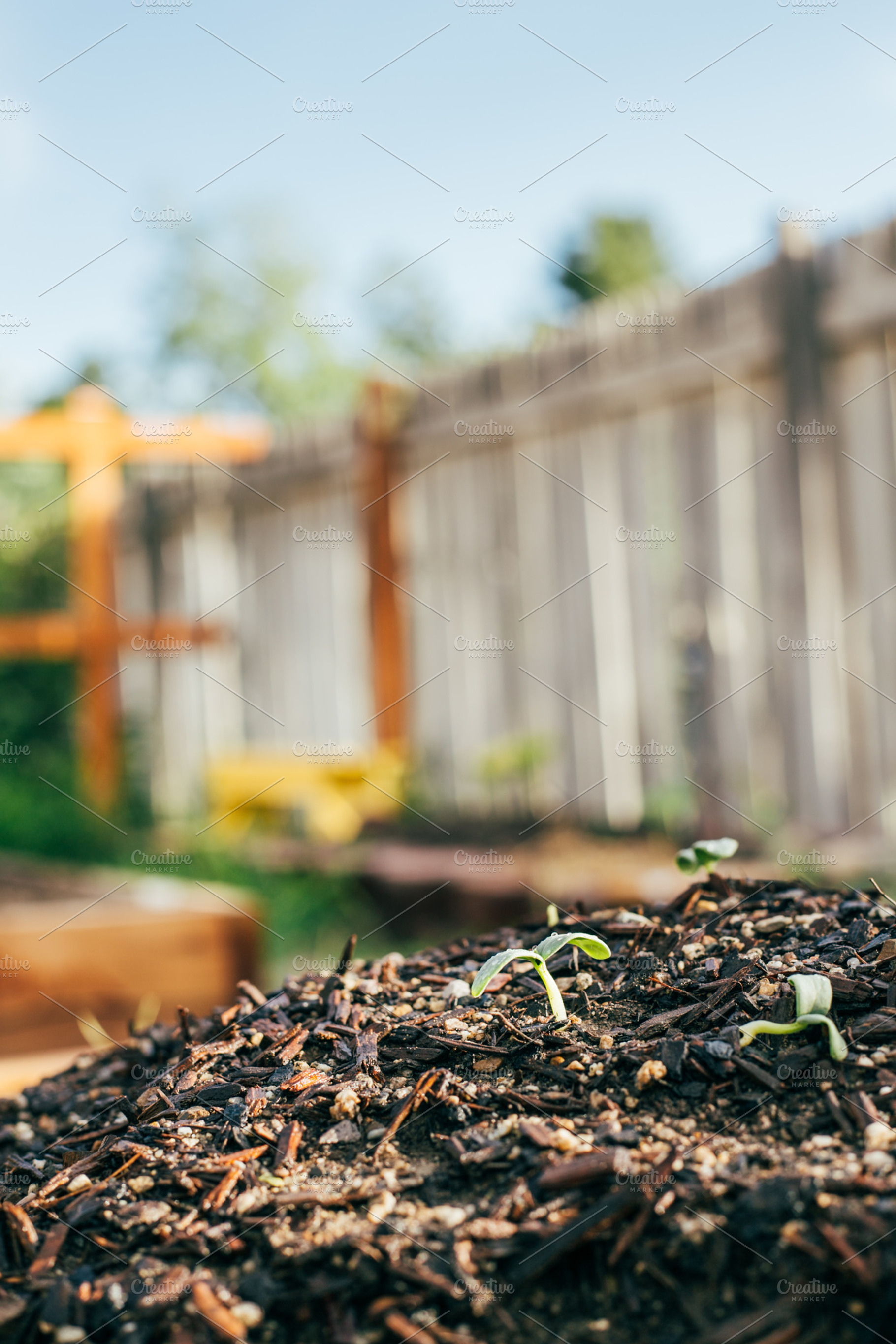 Vegetable sprout 2 containing garden, sprout, and vegetables, a Health & Medical Photo by MarkieAnn Photography