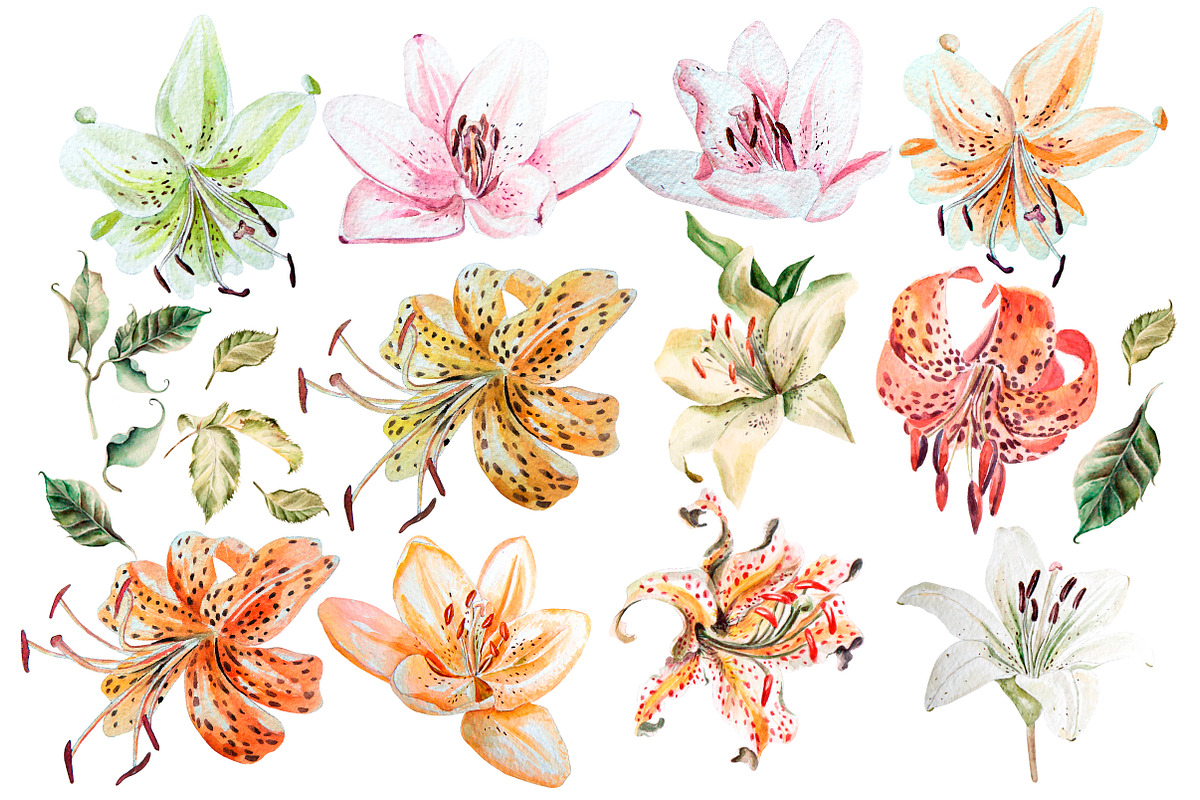 Hand Drawn watercolor flowers lily, an Object Graphic by Knopazyzy (Photo 2 of 6)