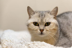 Close-up of a silver tabby cat lying on a fluffy white blanket,, an Animal Photo by Ales Munt