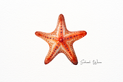 Realistic Starfish and Shell Clipart, an Animal Illustration by New-School-Wave (Thumbnail 3 of 5)