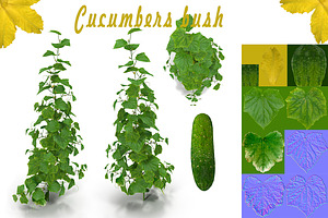 Cucumbers Bush