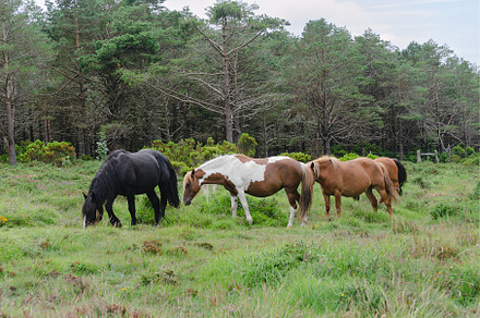 Wild black horse accompanied by her, an Animal Photo by Mineko