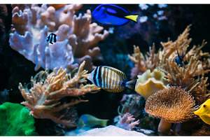 Colorful sea fish in aquarium. The, an Animal Photo by Our Amazing World