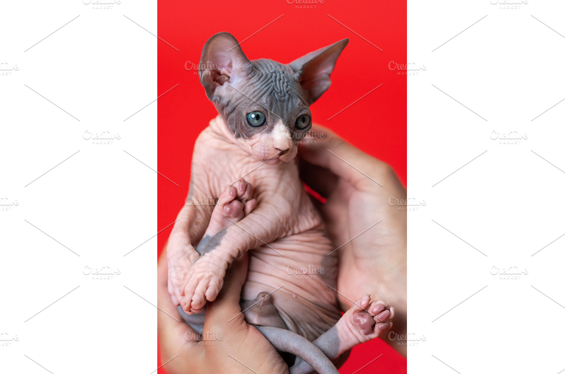 Sphynx kitten in hands veterinarian, an Animal Photo by Alexander-Piragis