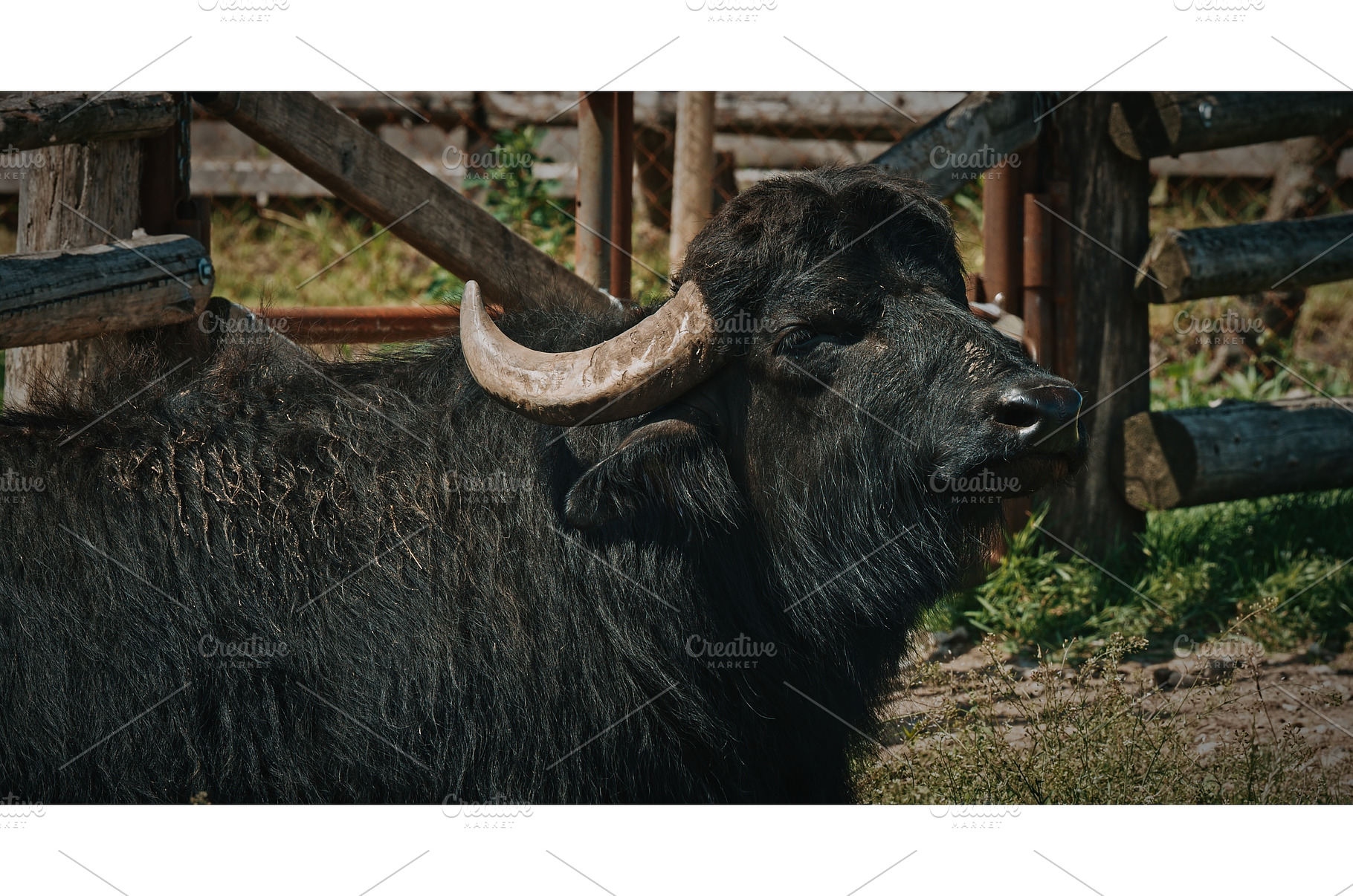Majestic black buffalo with strong, an Animal Photo by Our Amazing World