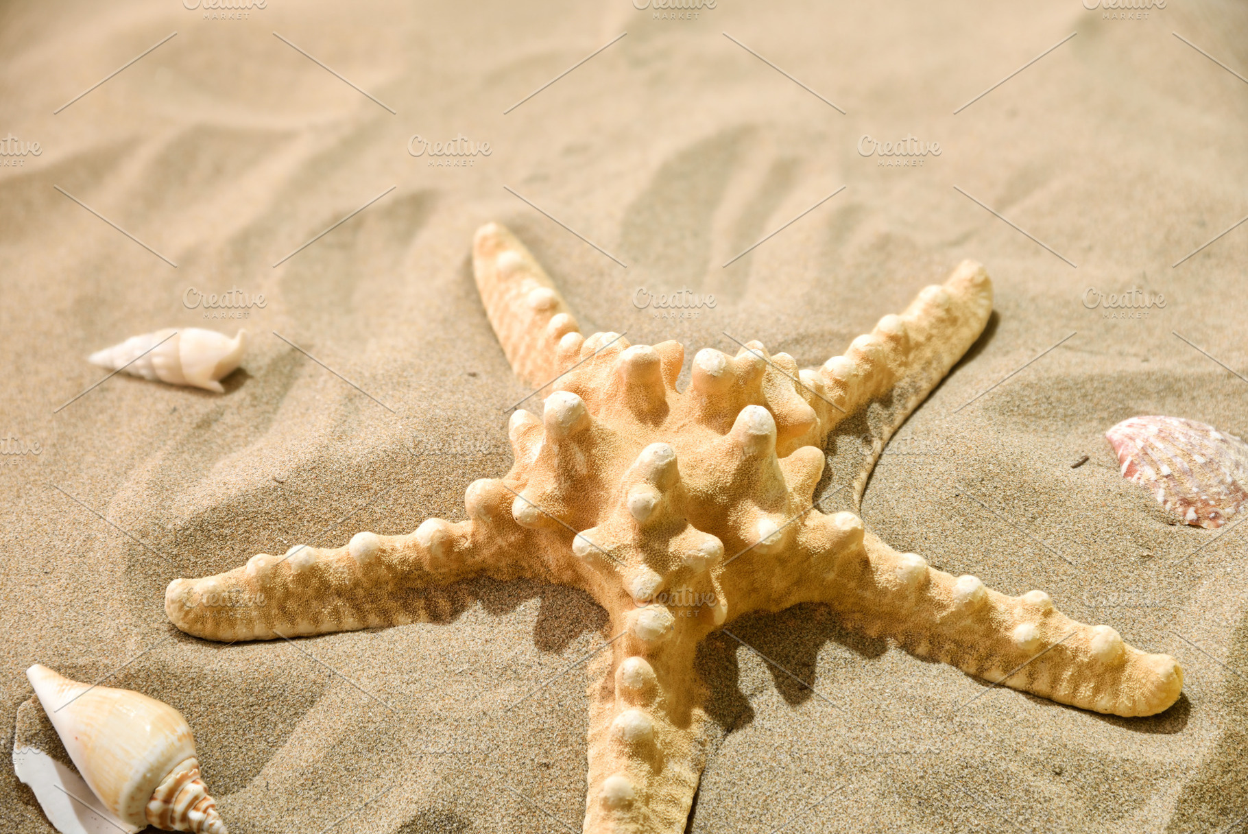 Starfish and Seashells on Sandy Beach, a Holiday Photo by Davizro's Market