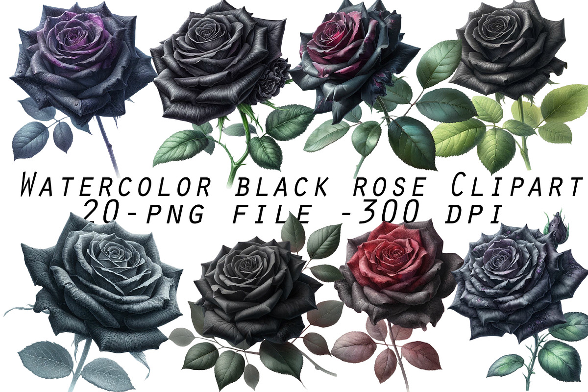 Watercolor black rose Clipart, an Illustration by Designworld (Photo 1 of 5)