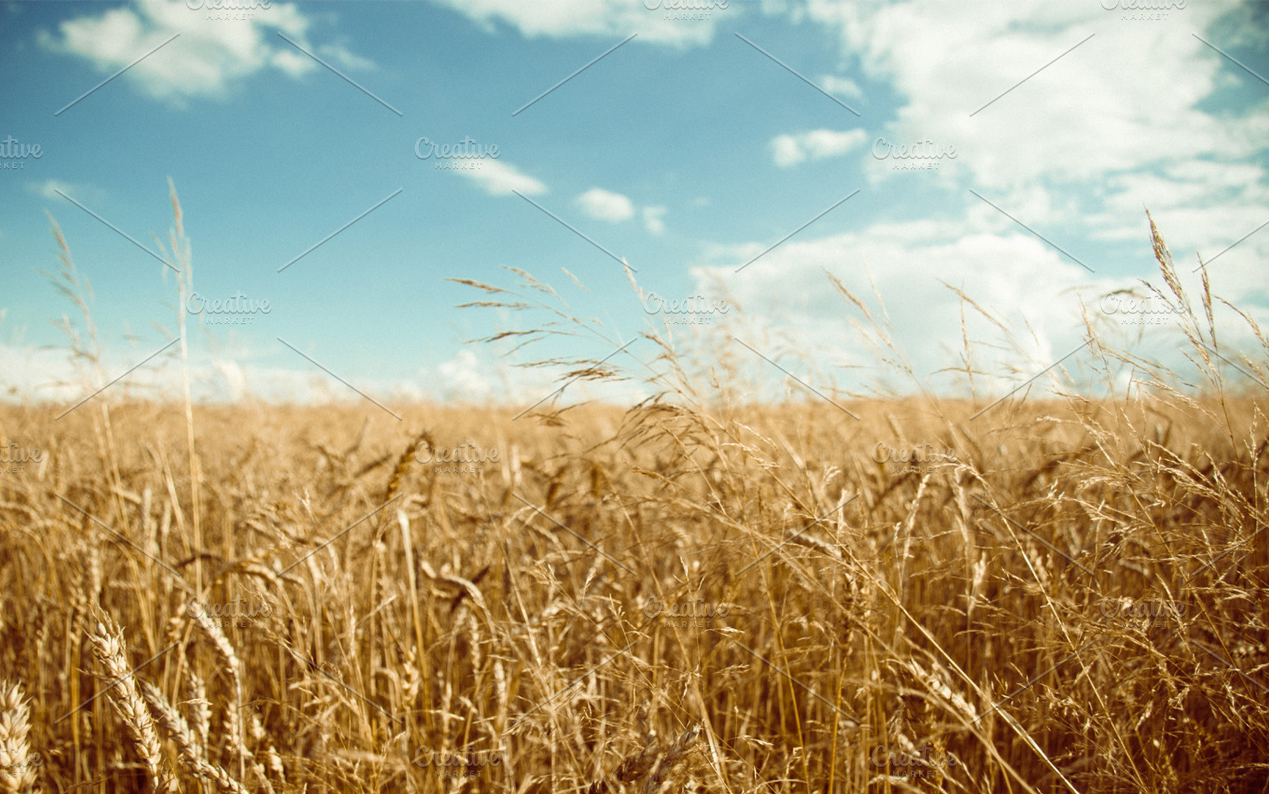 In The Field Ii