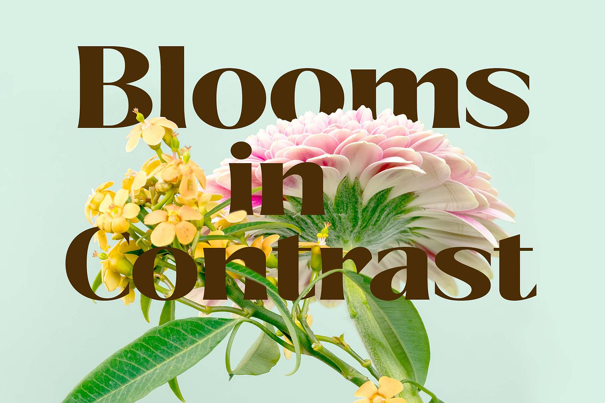 Savium - High Contrast Serif Font, a Serif Font by Pokal Studio (Photo 3 of 12)
