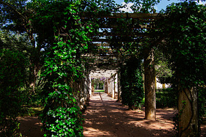 Verdant pergola walkway in Caldas da Rainha, Portugal with lush green foliage, a Photo by AS photostudio