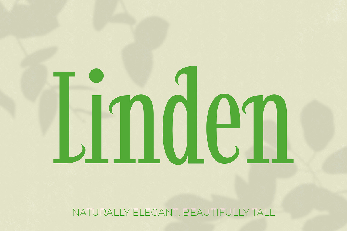 Linden - Elegant Decorative Serif, a Serif Font by OWPictures (Photo 1 of 9)