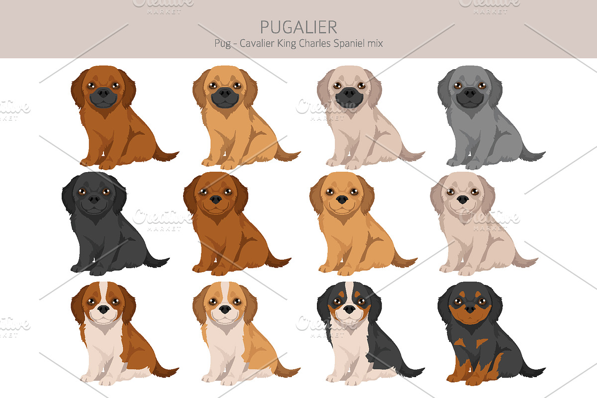 Pugalier (Cavapug) dog mix, an Animal Illustration by pet design shop (Photo 4 of 6)