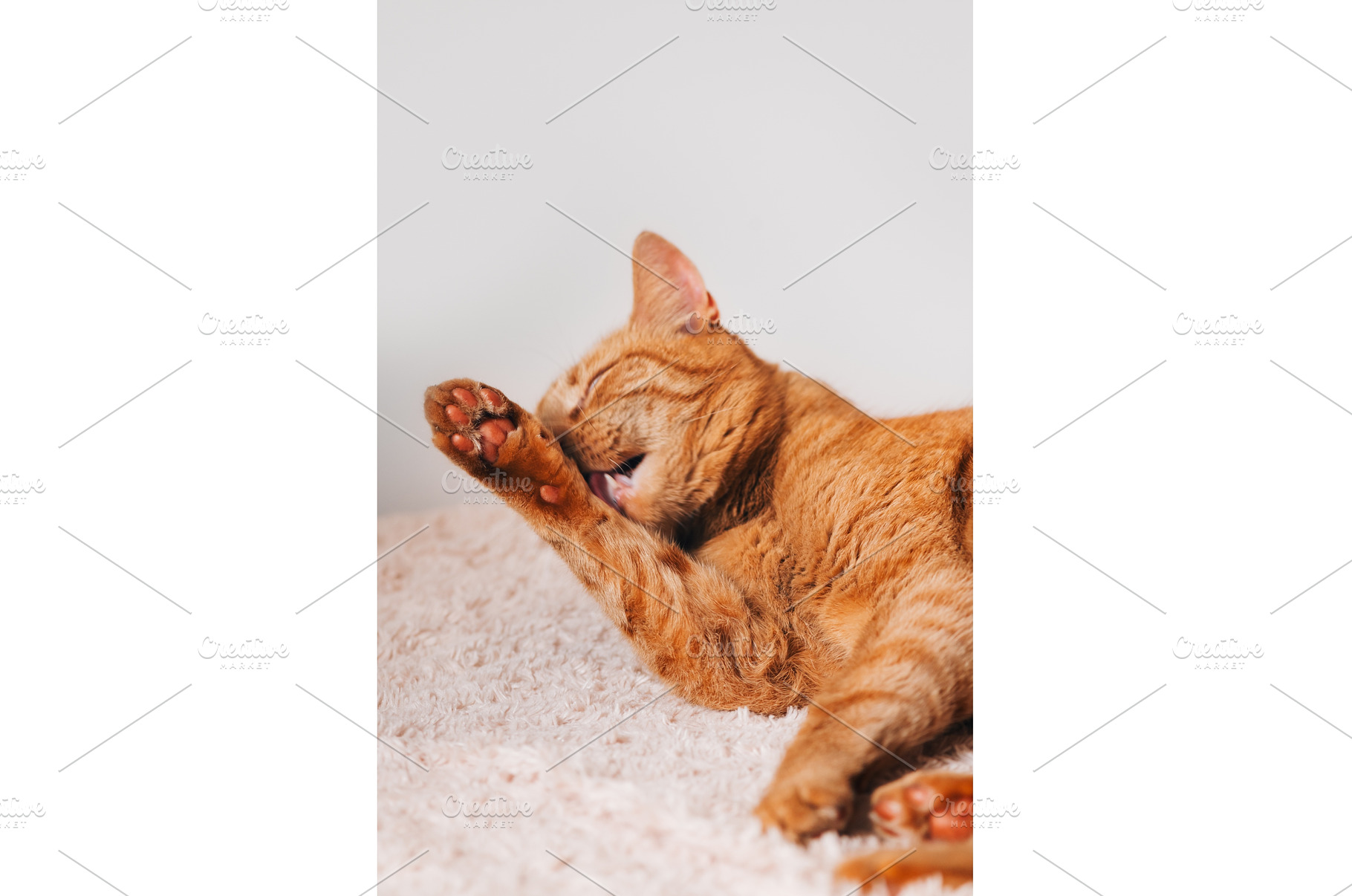 Cute ginger cat, an Animal Photo by MAnuta