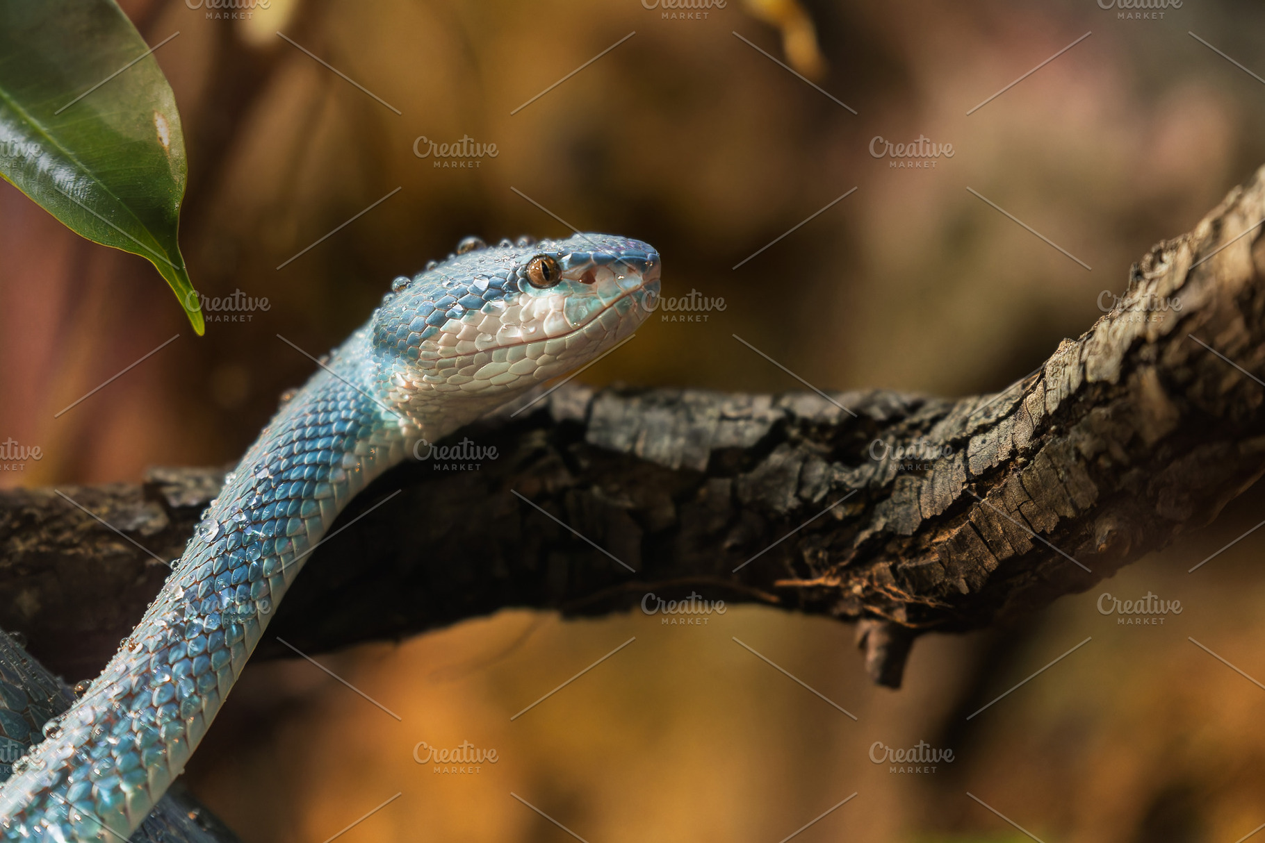 Venomous blue viper, side profile wi, an Animal Photo by Perpis