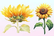 Watercolor Sunflower Clipart Bundle., a Graphic by CitraGraphics (Thumbnail 3 of 4)