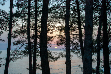 View of the sunset through the pines, a Holiday Photo by Schreibikus