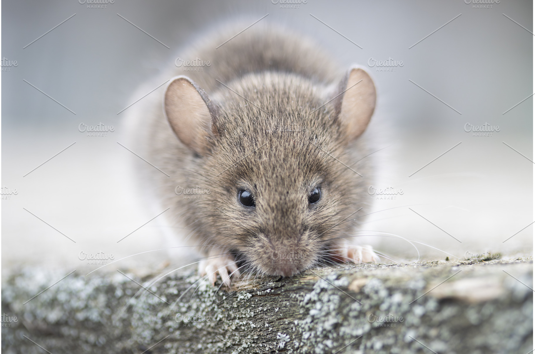 Cute wood mouse (Apodemus sylvaticus, an Animal Photo by Pakosta