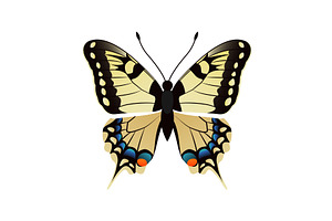 Family Papilionidae Butterfly Vector