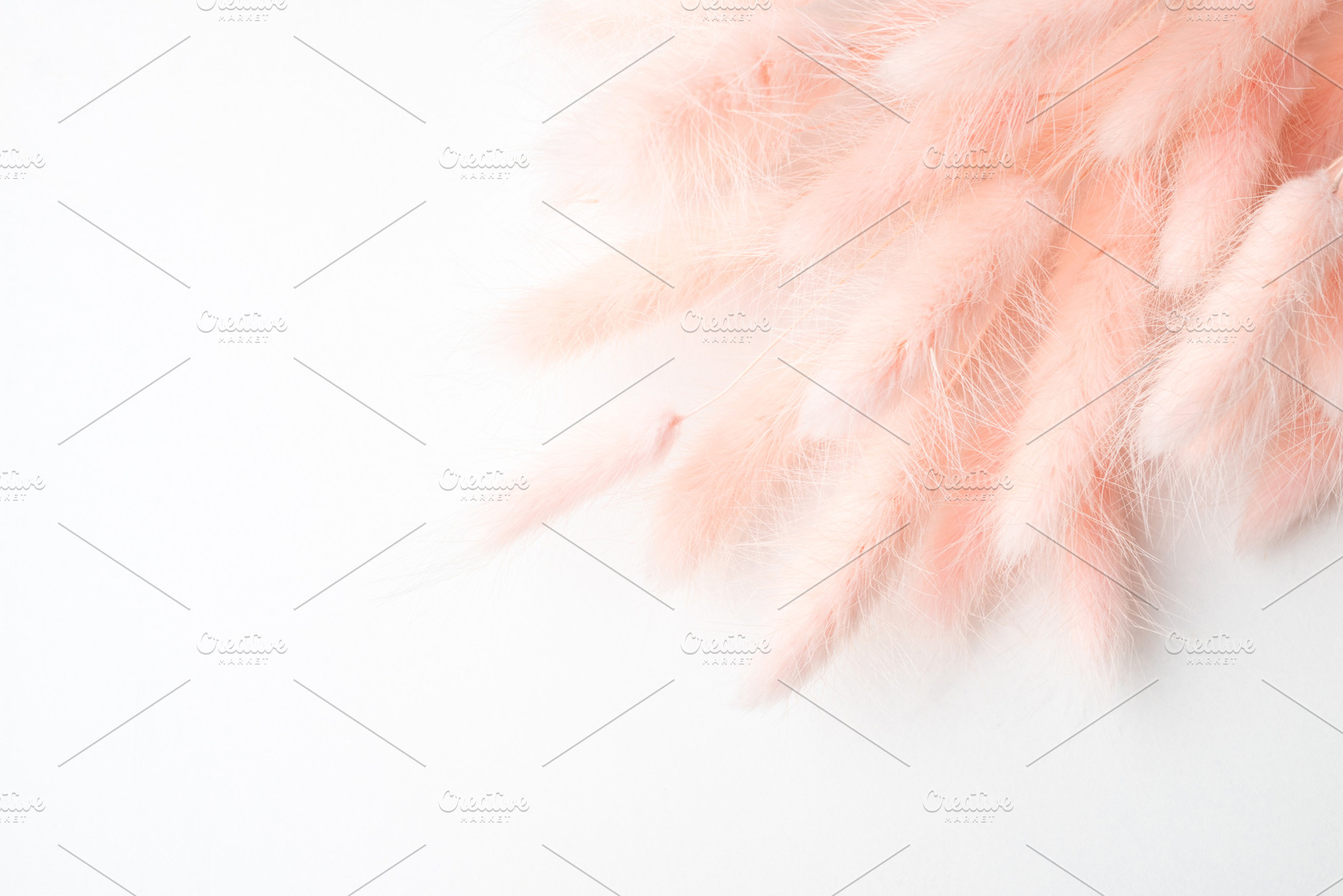 Pink soft lagurus background, an Abstract Photo by LanaSweet
