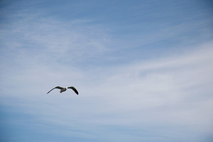 Seagull gliding through the expansive sky over Akranes, Iceland, in peaceful fl, a Photo by AS photostudio
