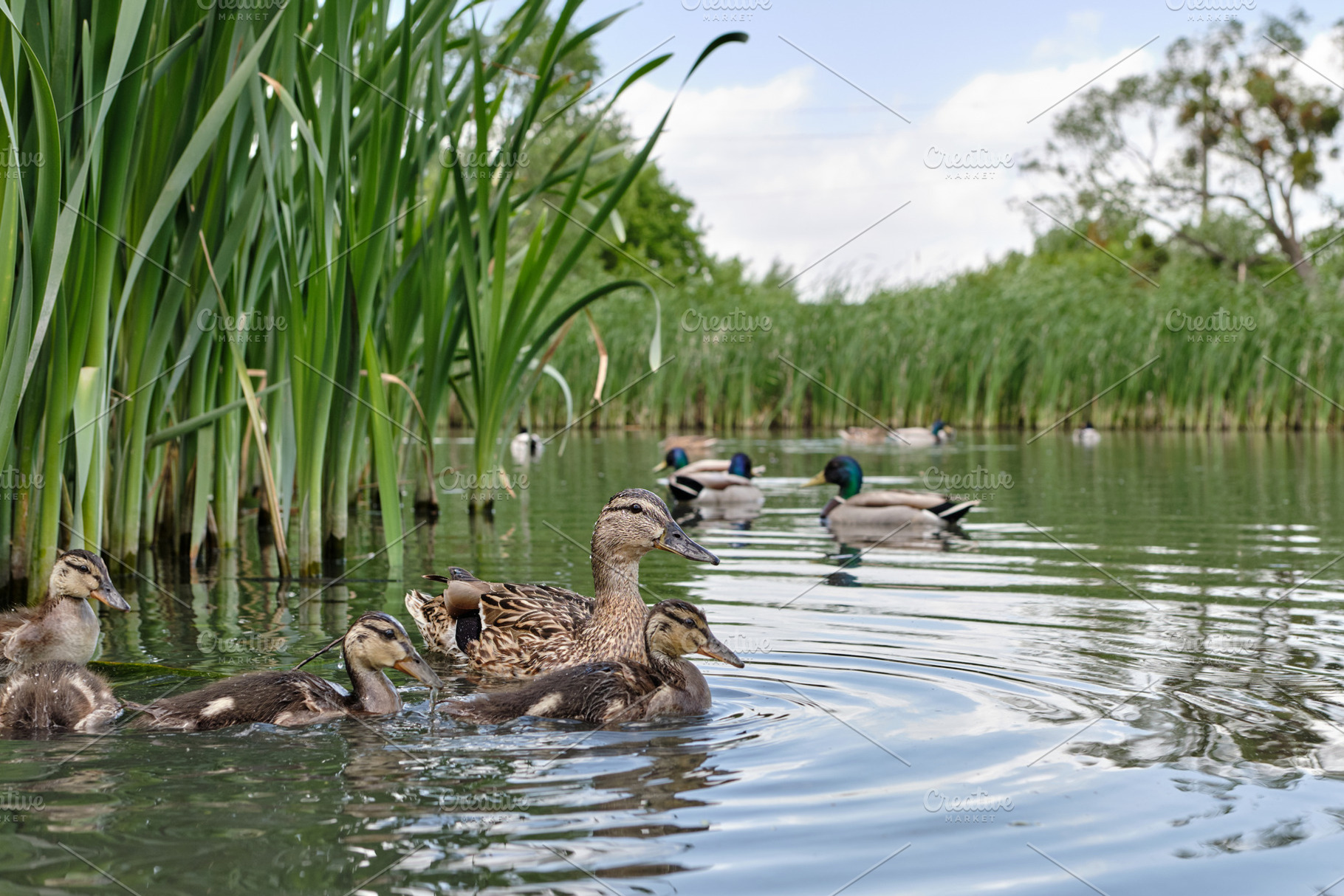 Mother duck with ducklings swimming on lake surface. Wild animals in a pond., an Animal Photo by Rohan Photography