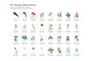 Vintage Botanical Illustrations, an Object Illustration by likorbut (Thumbnail 4 of 8)