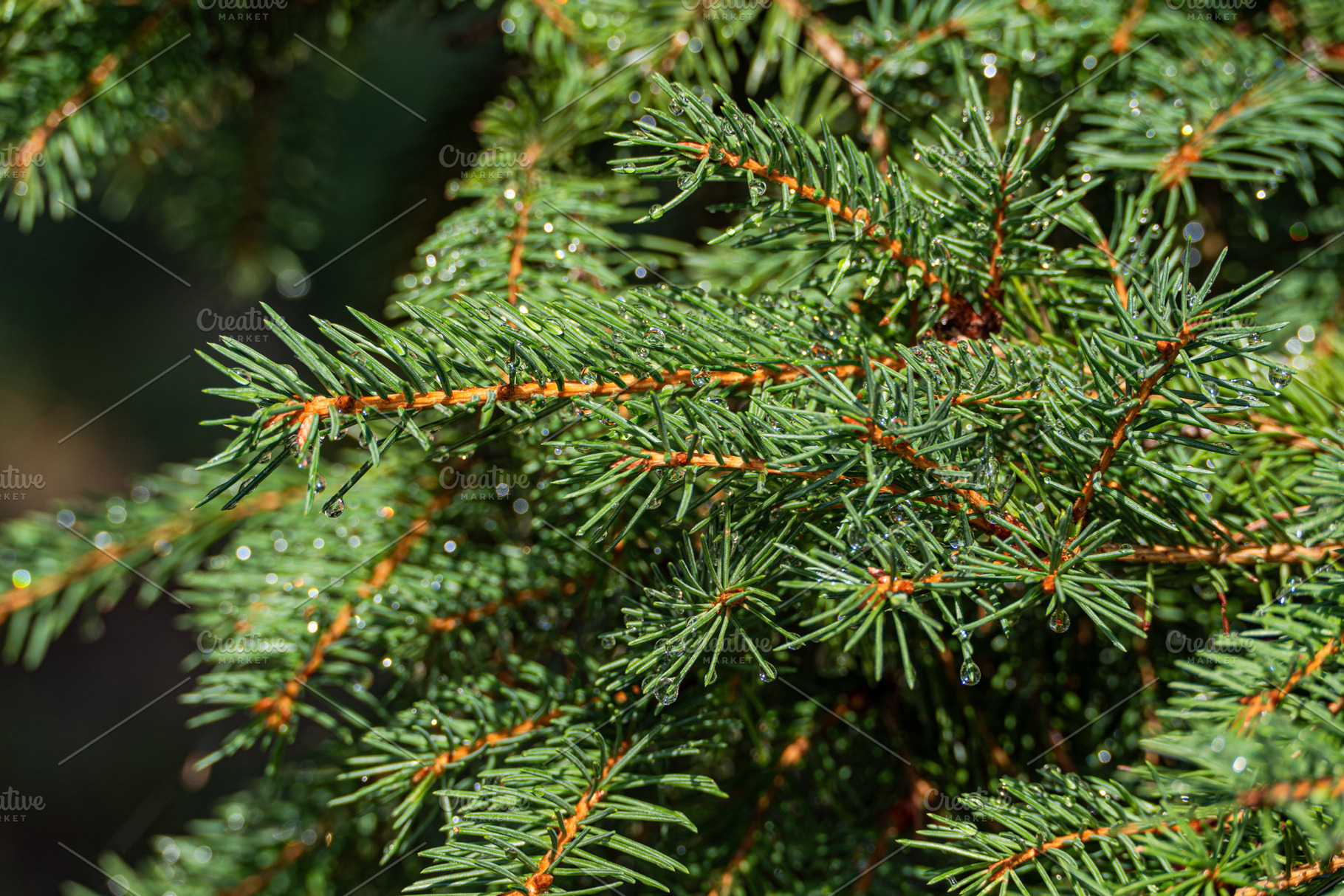 Pine tree with waret drops after the rainin the summer, a Nature Photo by Anna Bogush