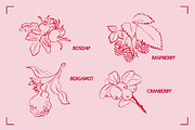 HERBAL TEA (30+ ILLUSTRATIONS), a Food Illustration by Bonfloret Studio (Thumbnail 5 of 10)