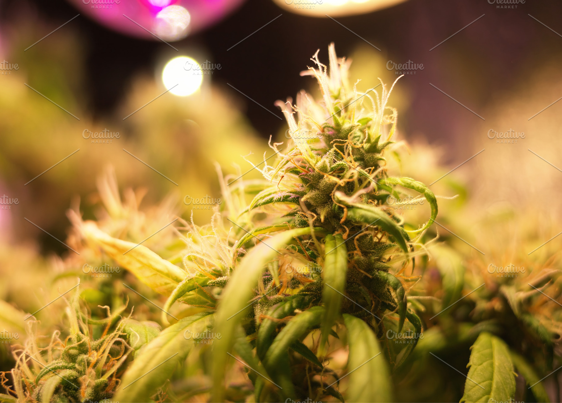 Green cannabis plants background, a Nature Photo by RETROWAVE '88