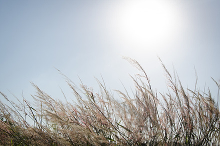 Grass stock photo
