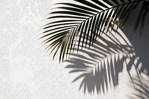 Shadow of Palm Leaf on White Wall, a Nature Photo by Virgo Studio