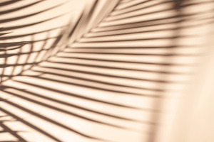 Tropical palm leaves natural shadow featuring shape, color, and pattern, an Abstract Photo by Nuchylee Photo