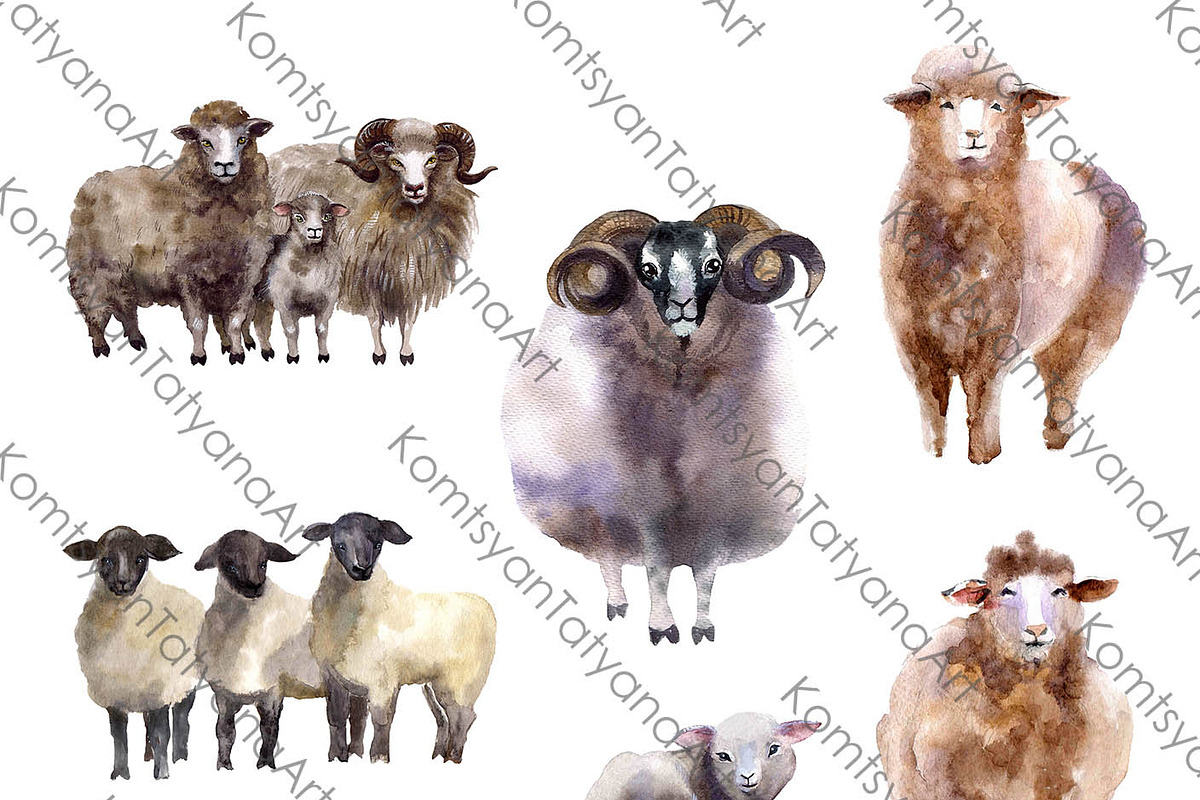 Watercolor Clipart. Sheep clipart, an Animal Illustration by KomtsyanTatyanaArt (Photo 2 of 4)