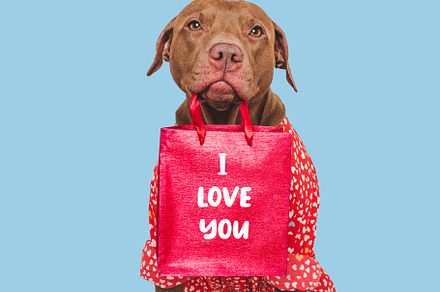 I Love You. Lovable dog and congratulatory inscription