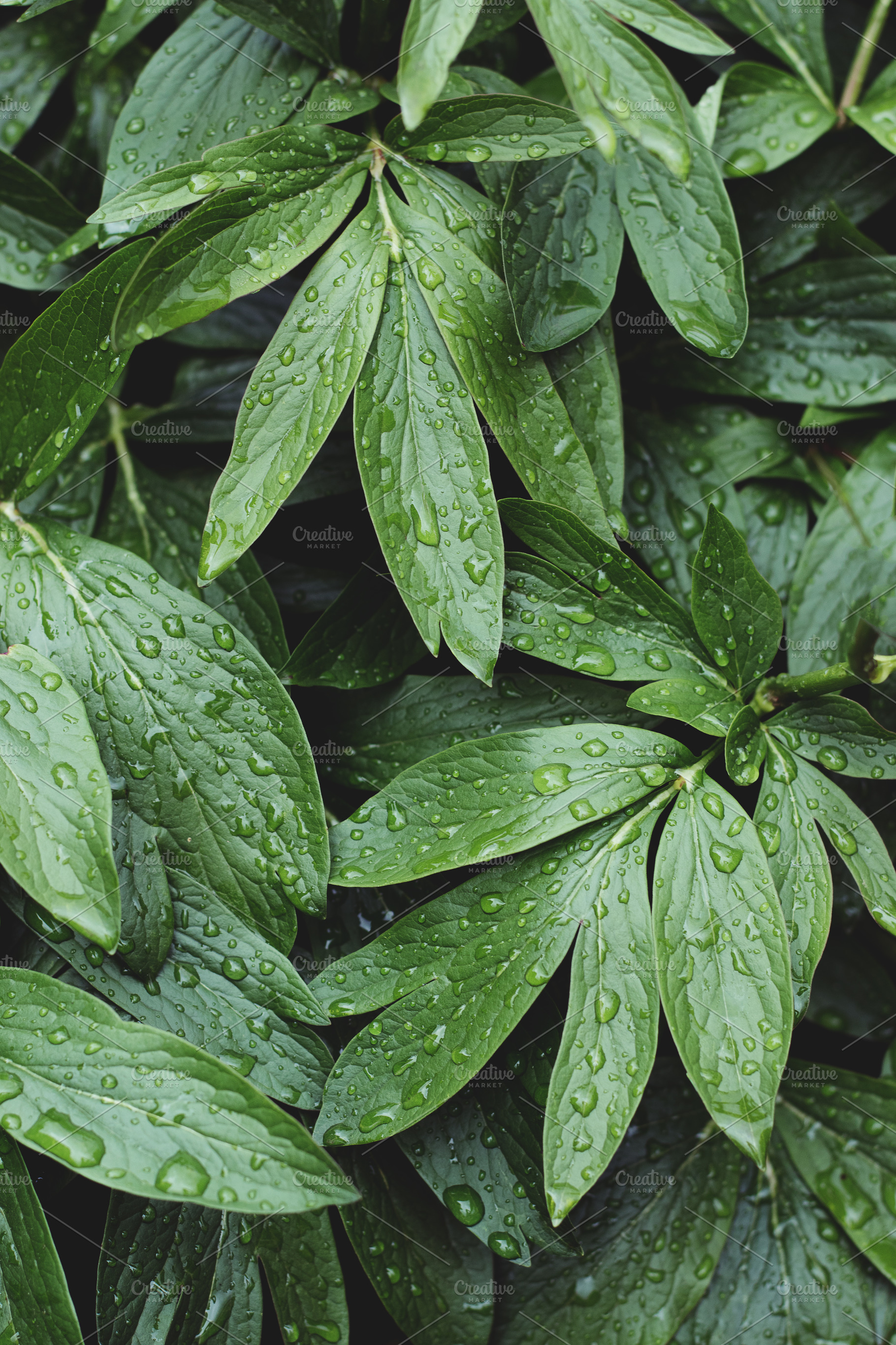 Green Leaves with Raindrops Portrait, a Nature Photo by René Jordaan Photography