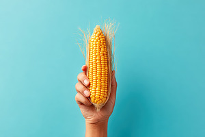 Hand holding an ear of corn, a Food & Drink Photo by AlyaAnd